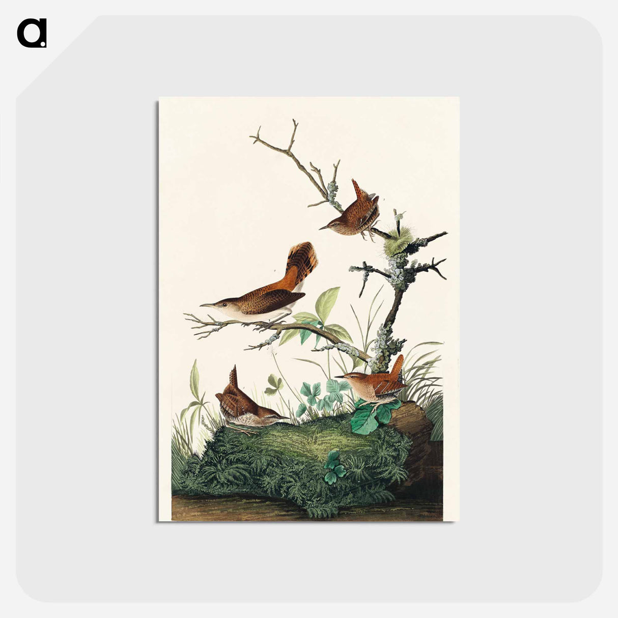 アートポストカード-Winter Wren and Rock Wren from Birds of America
- アメリカの鳥たち Postcard.