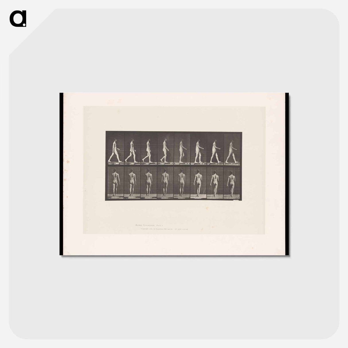 アートポストカード-Naked Man Walking
- エドワード マイブリッジ Postcard.