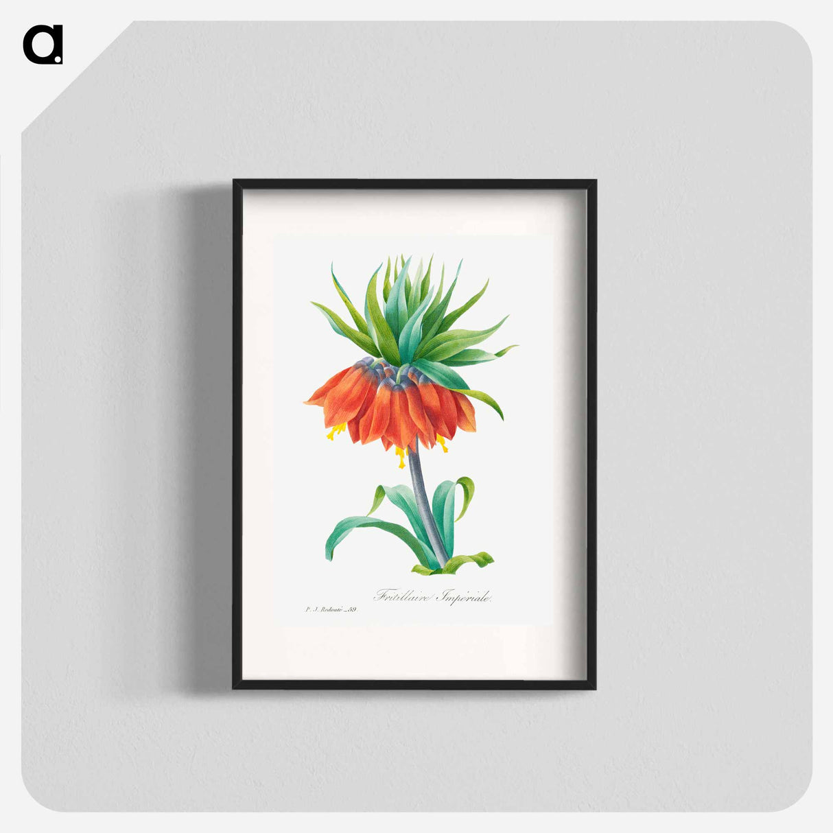 Kaiser's crown - Pierre Joseph Redouté Poster.