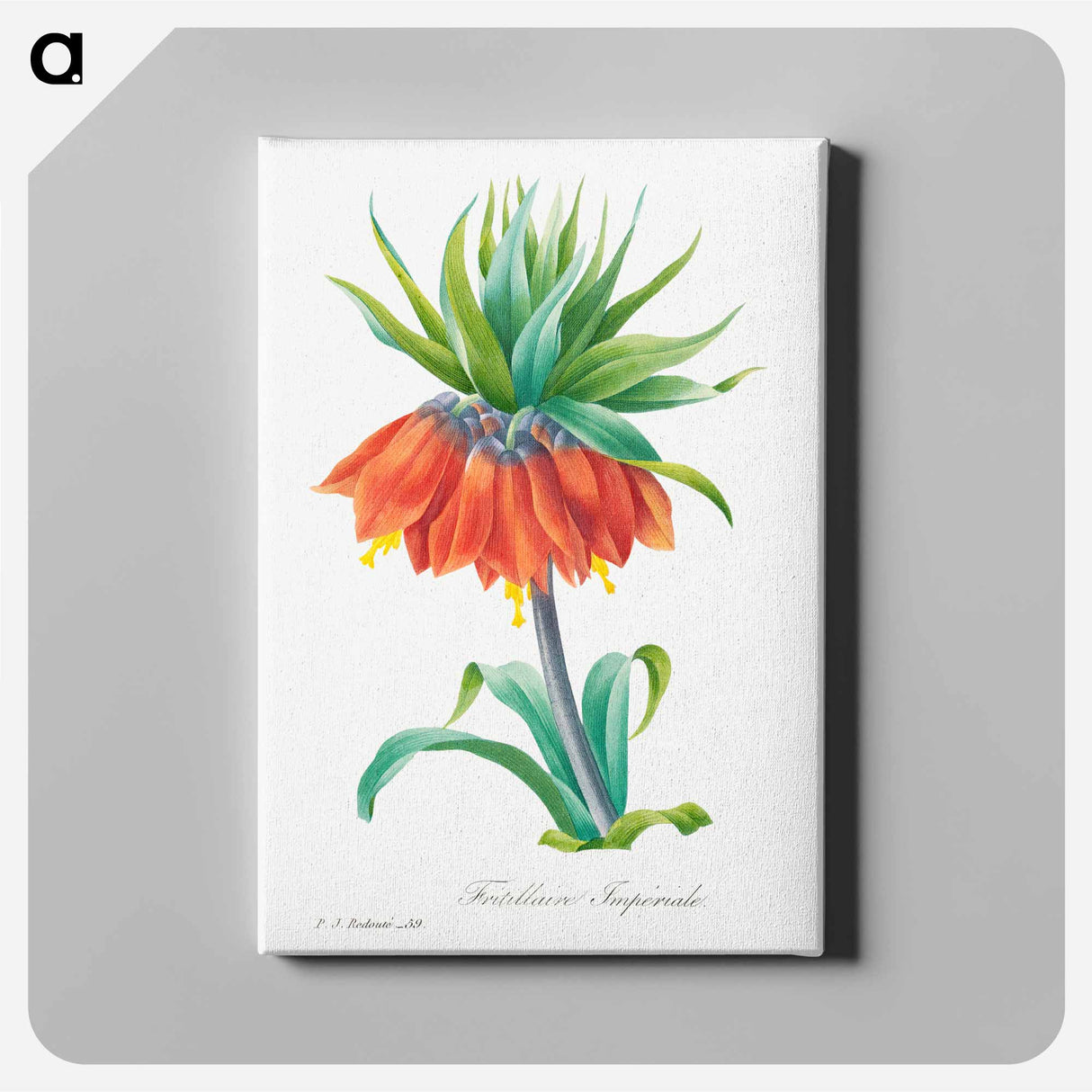 Kaiser's crown - Pierre Joseph Redouté Canvas.