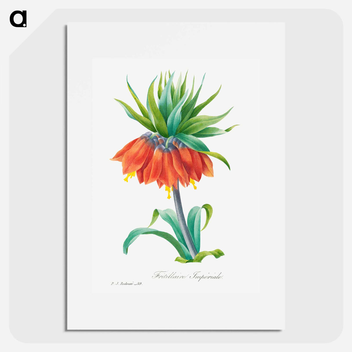 Kaiser's crown - Pierre Joseph Redouté Poster.