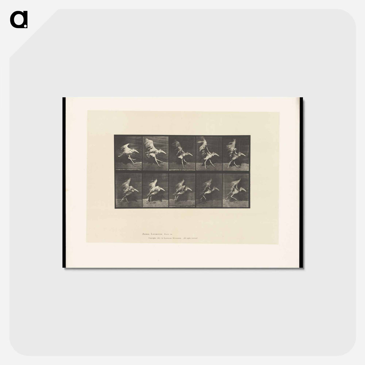 アートポストカード-Stork in Motion
- エドワード マイブリッジ Postcard.