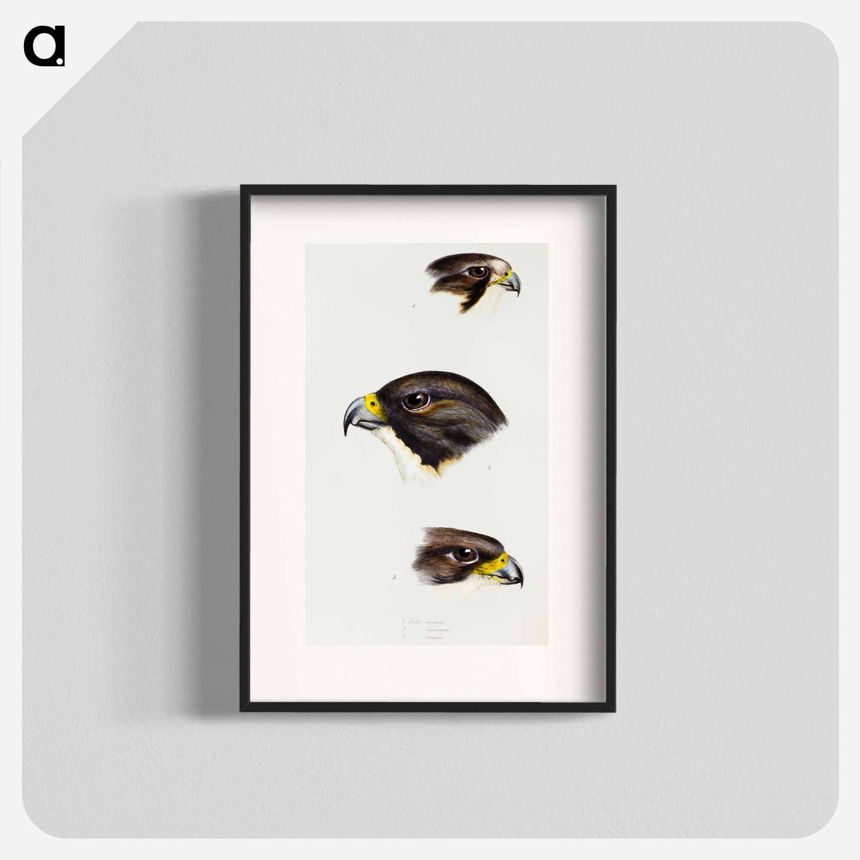 アートポスター-Australian Falcons
- ジョン グールド Poster.