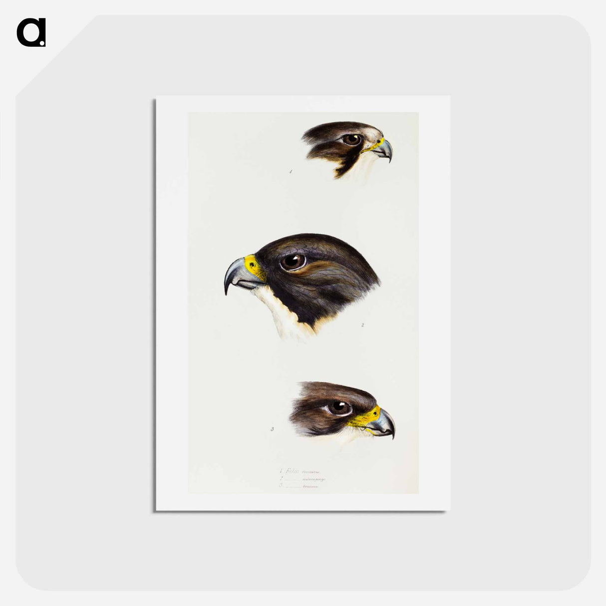 アートポストカード-Australian Falcons
- ジョン グールド Postcard.