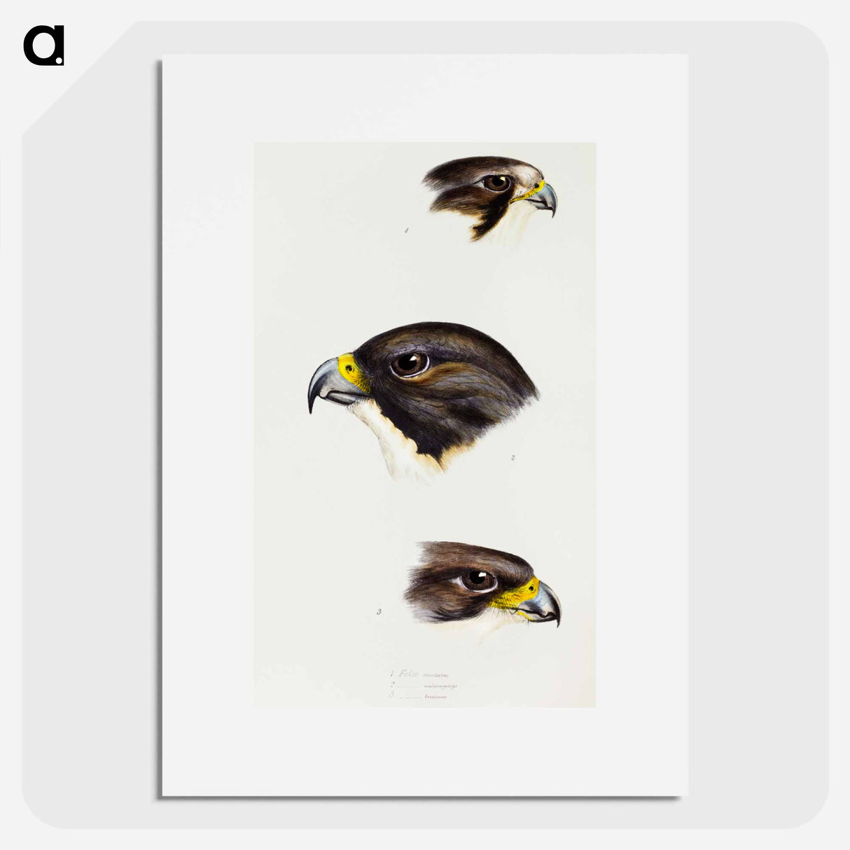 アートポスター-Australian Falcons
- ジョン グールド Poster.