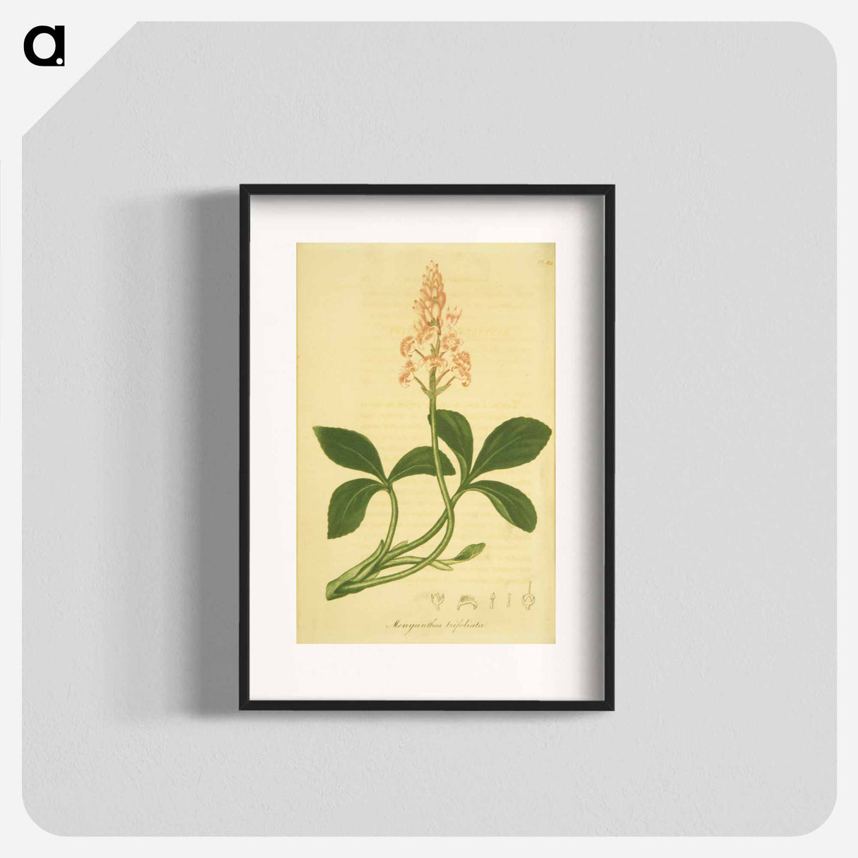 アートポスター-Sanguinaria Canadensis
- 国立医学図書館 Poster.