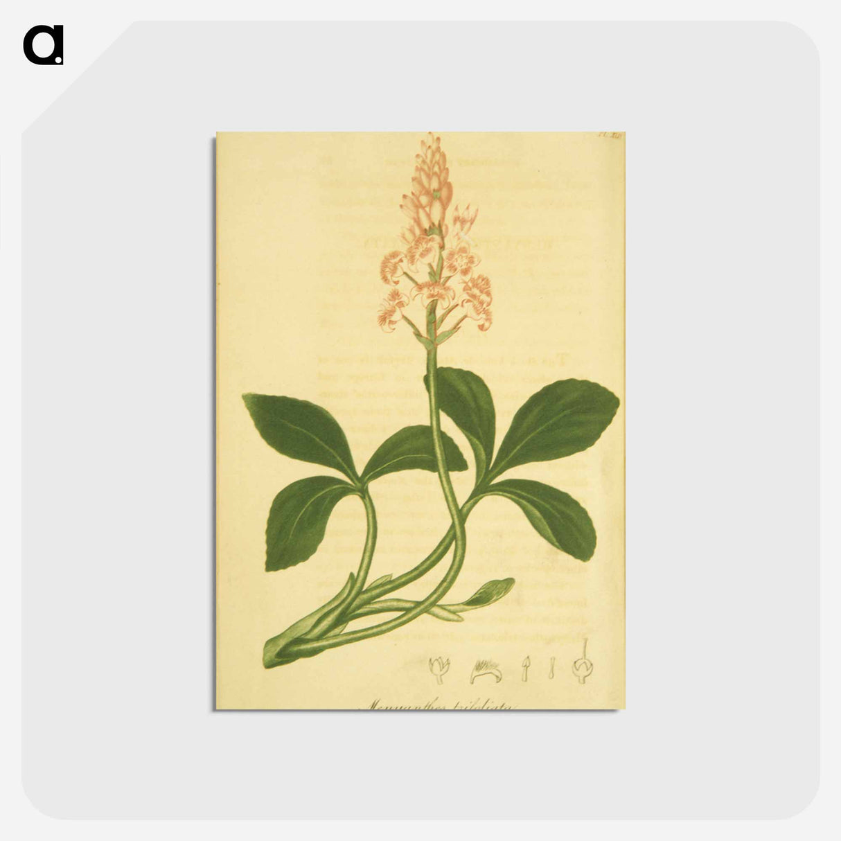 アートポストカード-Sanguinaria Canadensis
- 国立医学図書館 Postcard.
