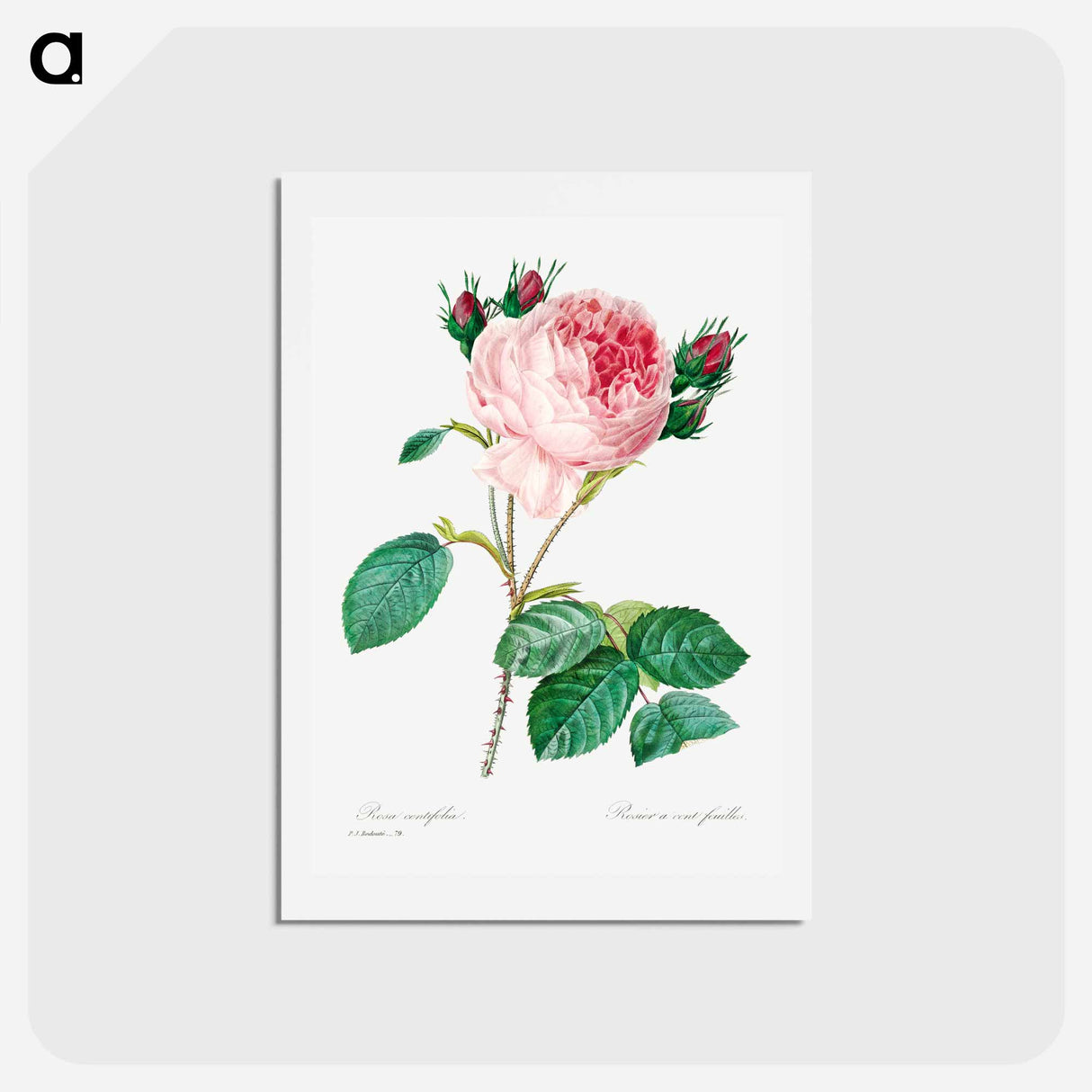 アートポストカード-Cabbage rose - ピエール ジョゼフ ルドゥーテ Postcard.