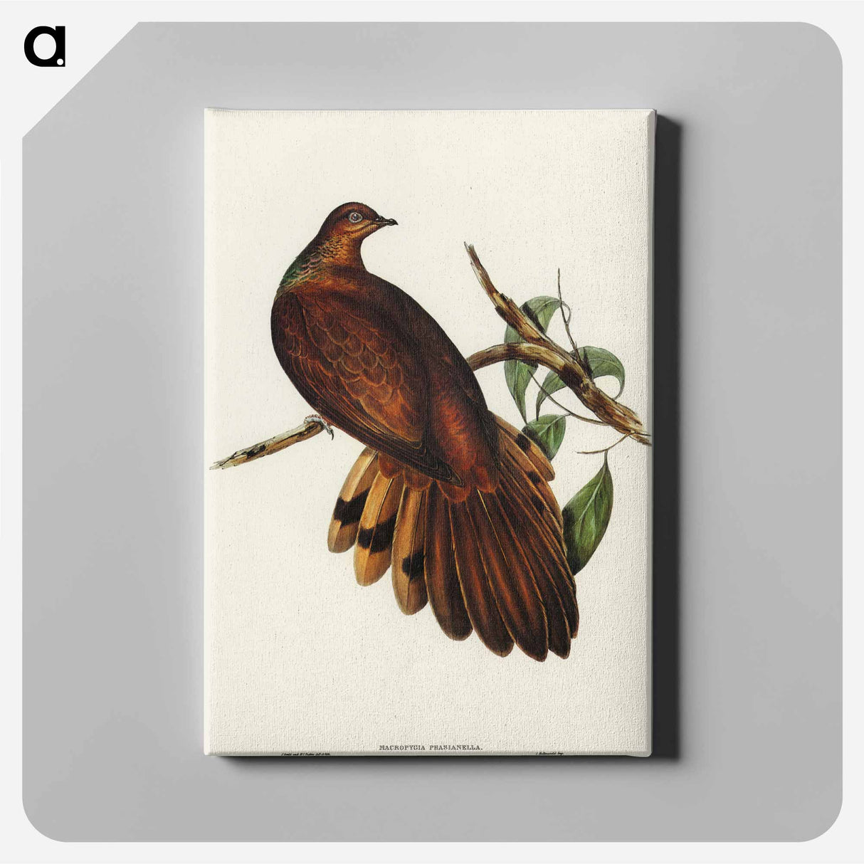 アートパネル-Pheasant-tailed Pigeon
- オーストラリアの鳥 Canvas.