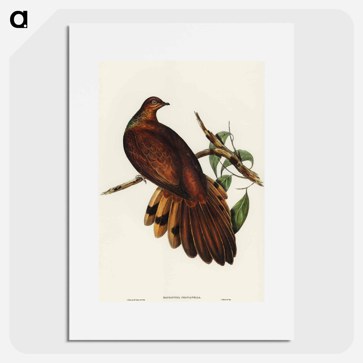 アートポスター-Pheasant-tailed Pigeon
- オーストラリアの鳥 Poster.