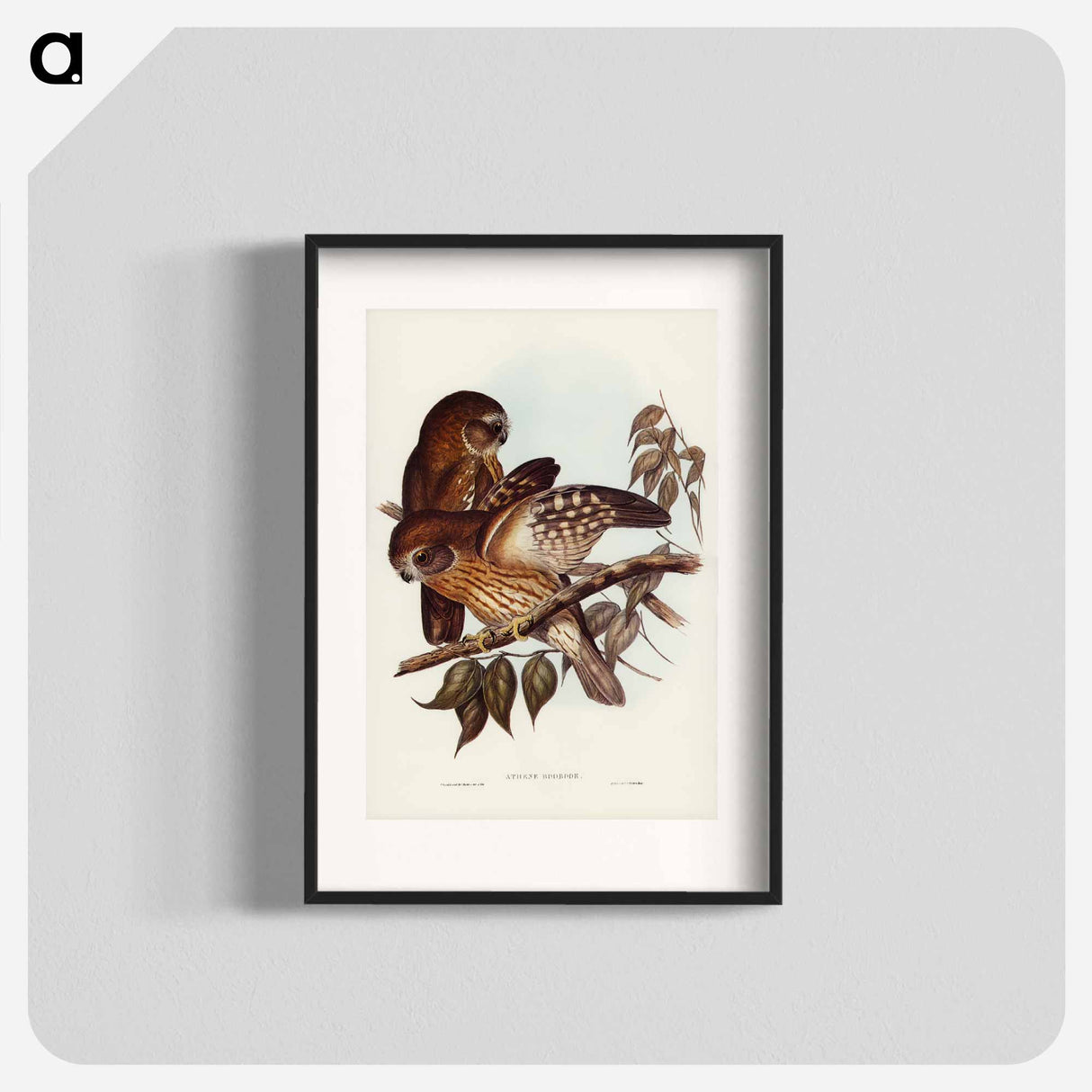 アートポスター-Boobook Owl
- ジョン グールド Poster.