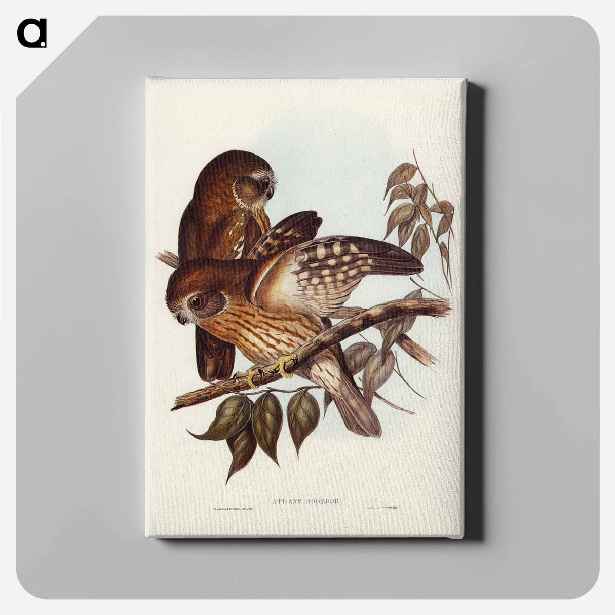 アートパネル-Boobook Owl
- ジョン グールド Canvas.