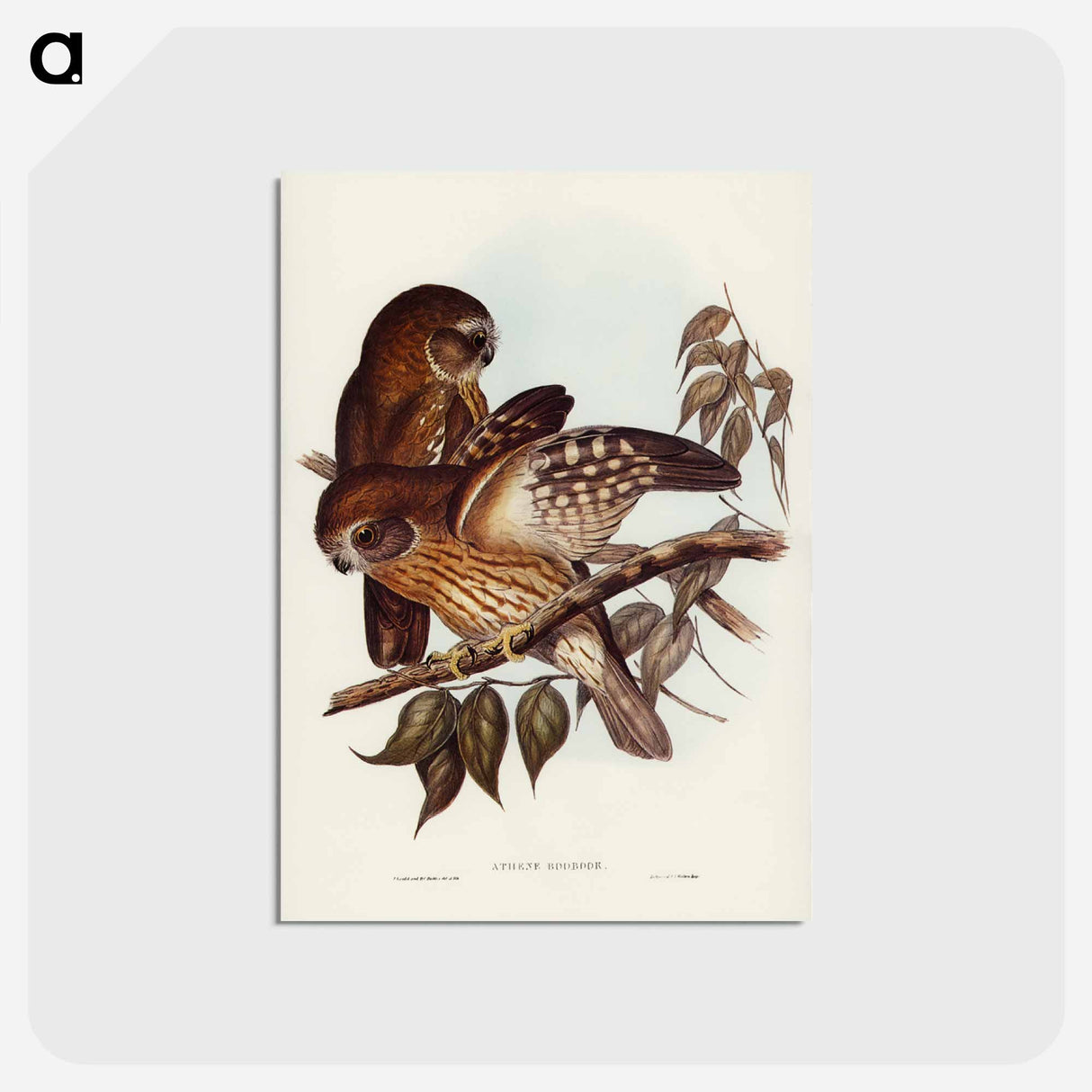 アートポストカード-Boobook Owl
- ジョン グールド Postcard.