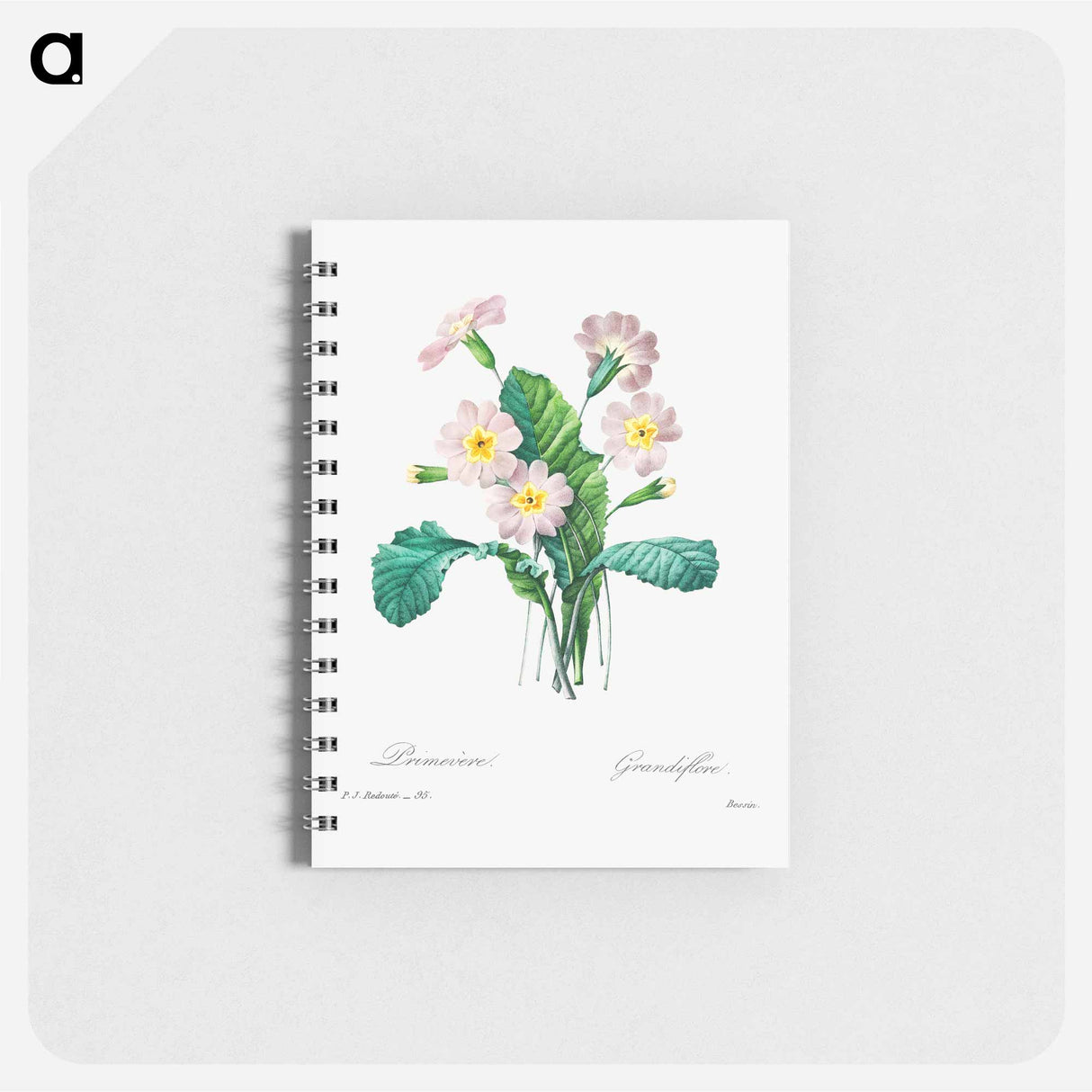 Common primrose - ピエール ジョゼフ ルドゥーテ Memo.
