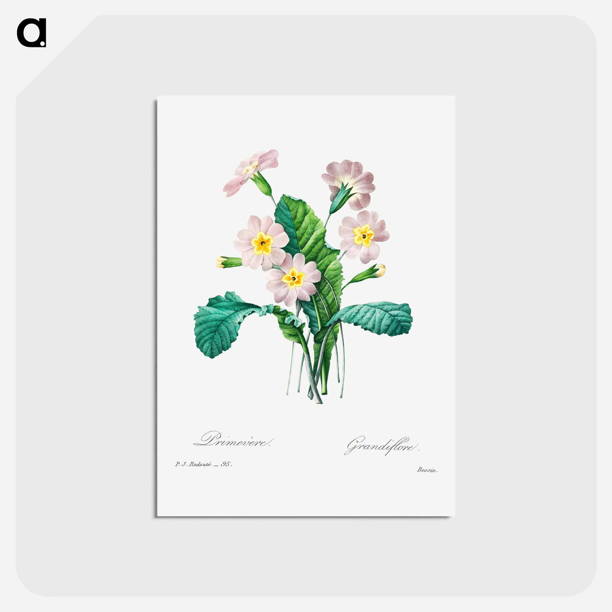 アートポストカード-Common primrose - ピエール ジョゼフ ルドゥーテ Postcard.