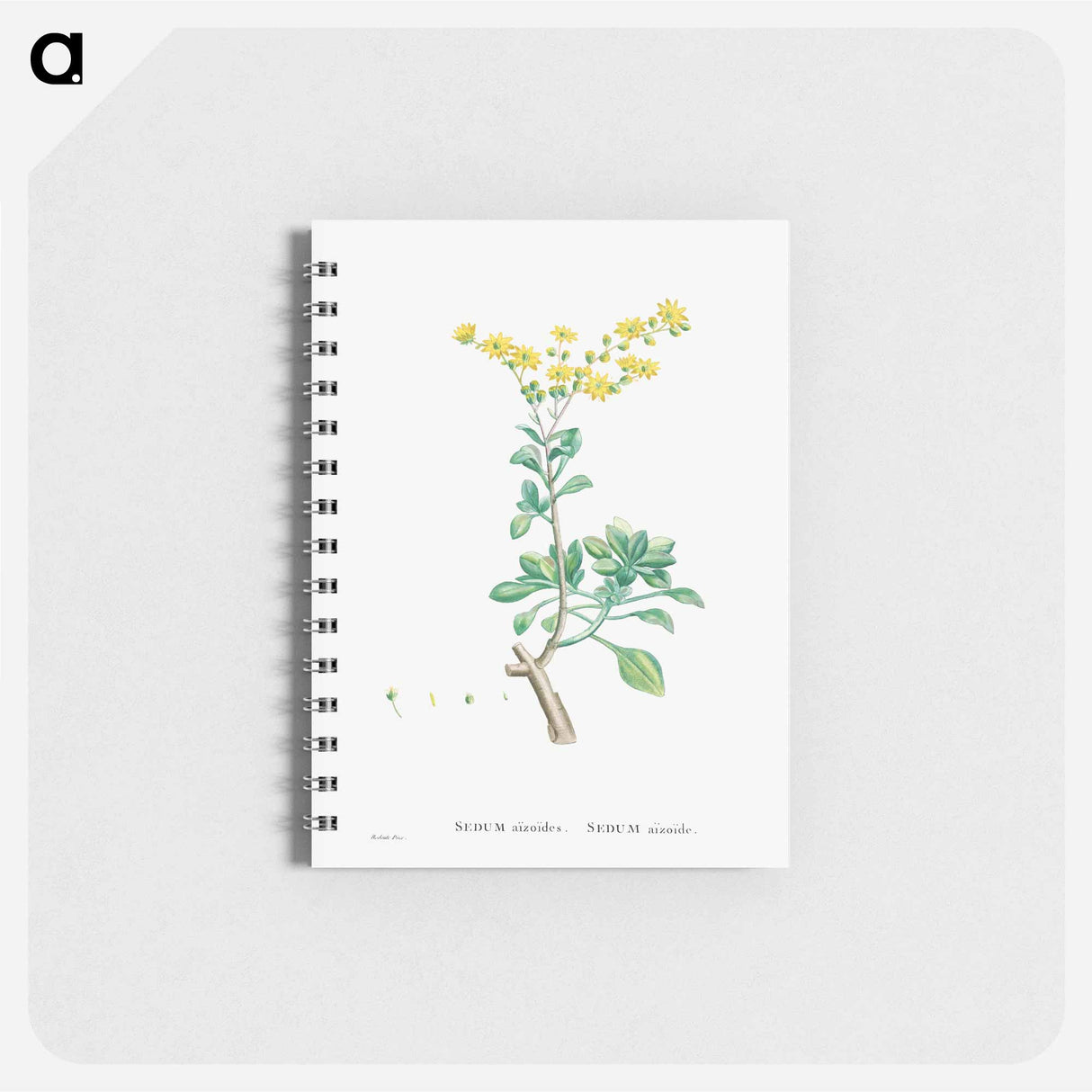 Sedum Aizoides (Yellow Saxifrages) - ピエール ジョゼフ ルドゥーテ Memo.