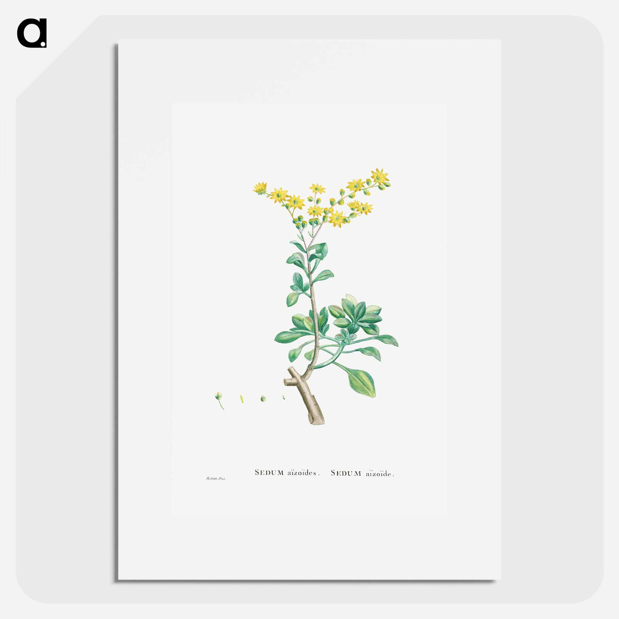 Sedum Aizoides (Yellow Saxifrages) - Pierre Joseph Redouté Poster.