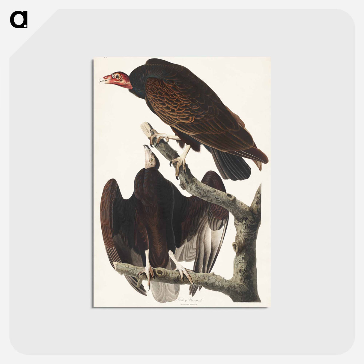アートポストカード-Turkey Buzzard from Birds of America
- アメリカの鳥たち Postcard.