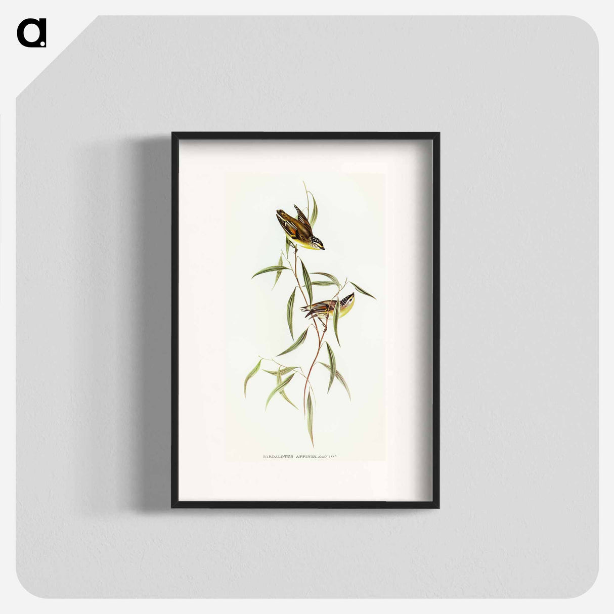 Allied Pardalote
- オーストラリアの鳥 Poster.