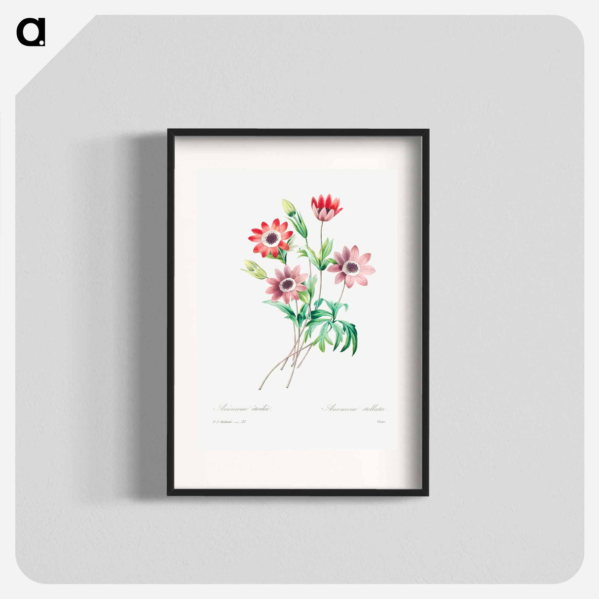 アートポスター-Broad leaved anemone - ピエール ジョゼフ ルドゥーテ Poster.