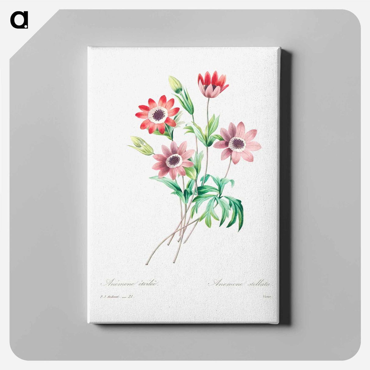 Broad leaved anemone - Pierre Joseph Redouté Canvas.
