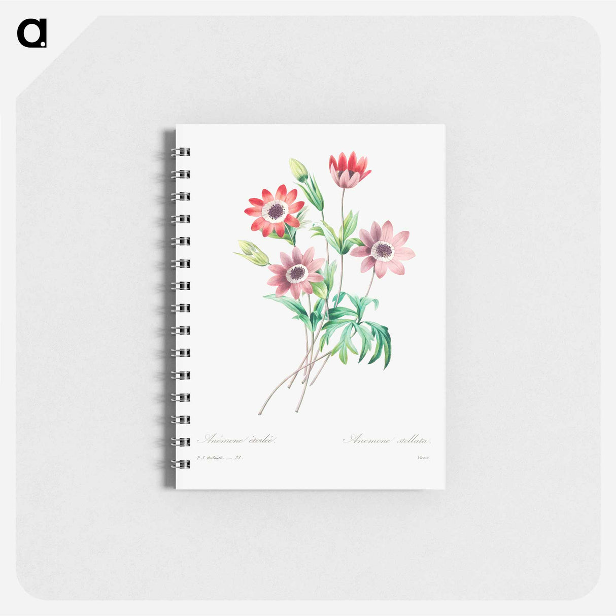 Broad leaved anemone - ピエール ジョゼフ ルドゥーテ Memo.