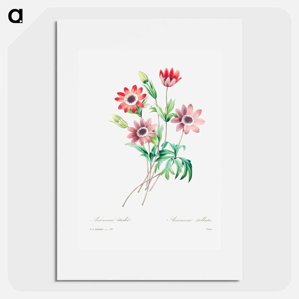 アートポスター-Broad leaved anemone - ピエール ジョゼフ ルドゥーテ Poster.