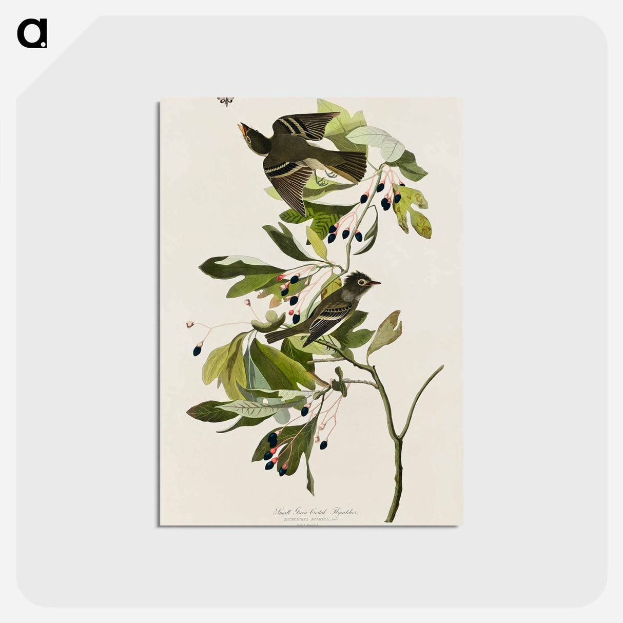 アートポストカード-Small Green Crested Flycatcher from Birds of America
- アメリカの鳥たち Postcard.