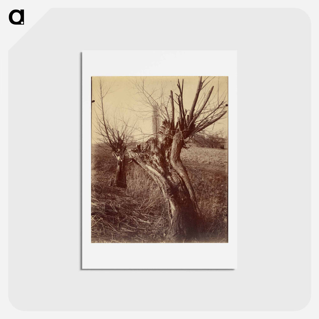 アートポストカード-Saules (Willows)
- ウジェーヌ アジェ Postcard.
