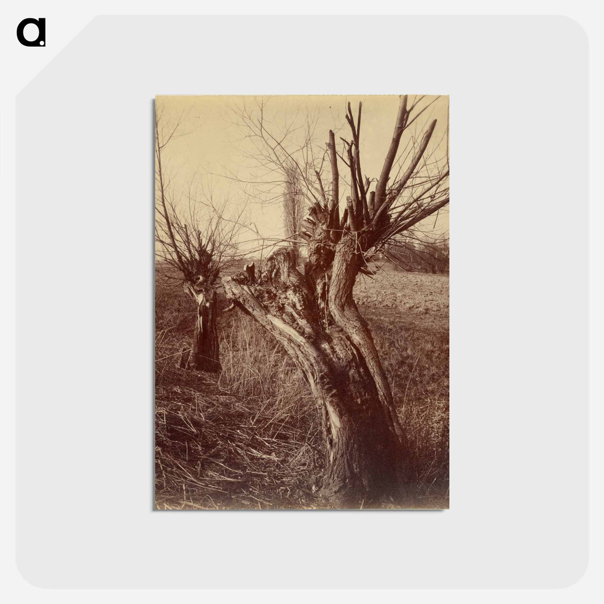 アートポストカード-Saules (Willows)
- ウジェーヌ アジェ Postcard.