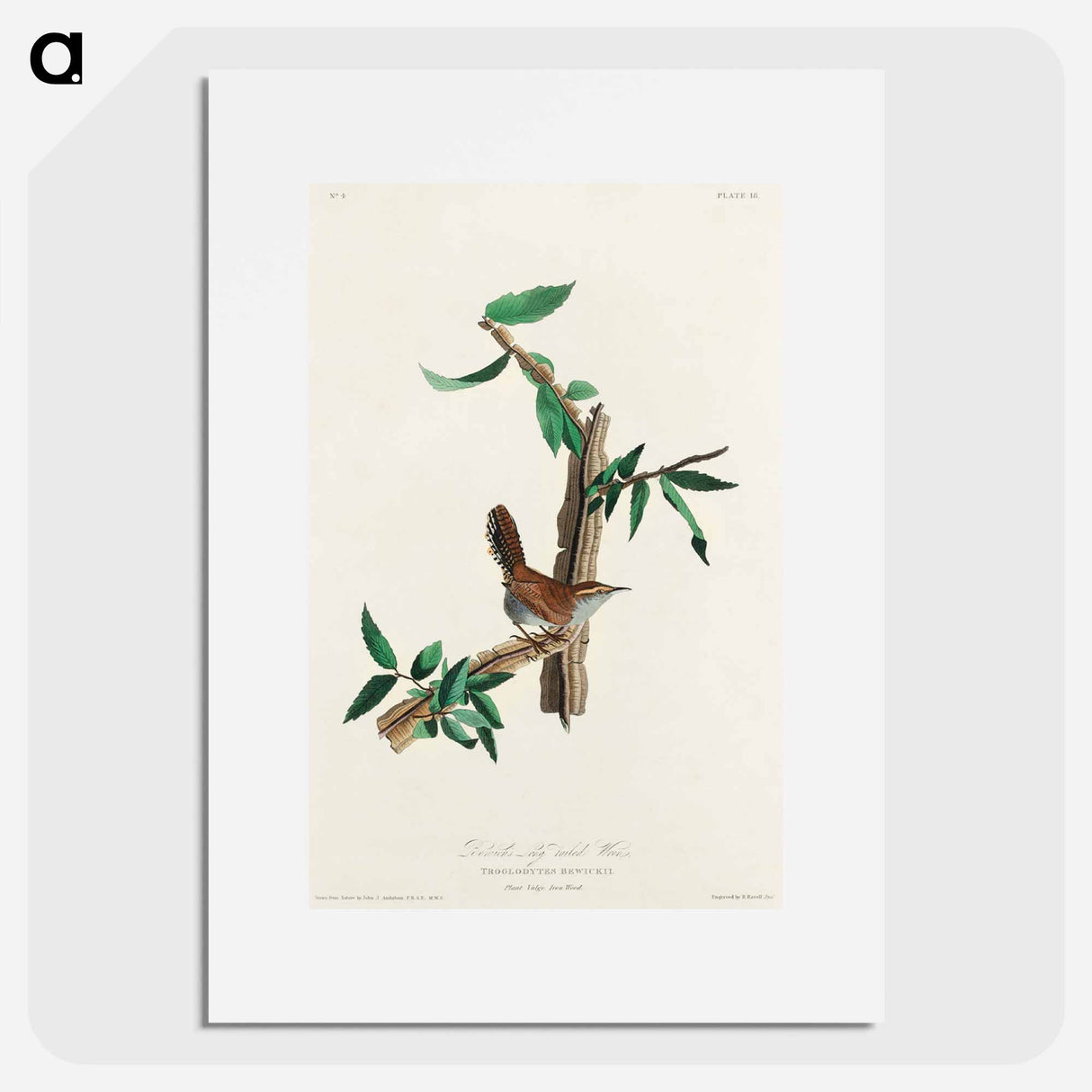 アートポスター-Bewick's Wren
- ジョン ジェームス オーデュボン Poster.