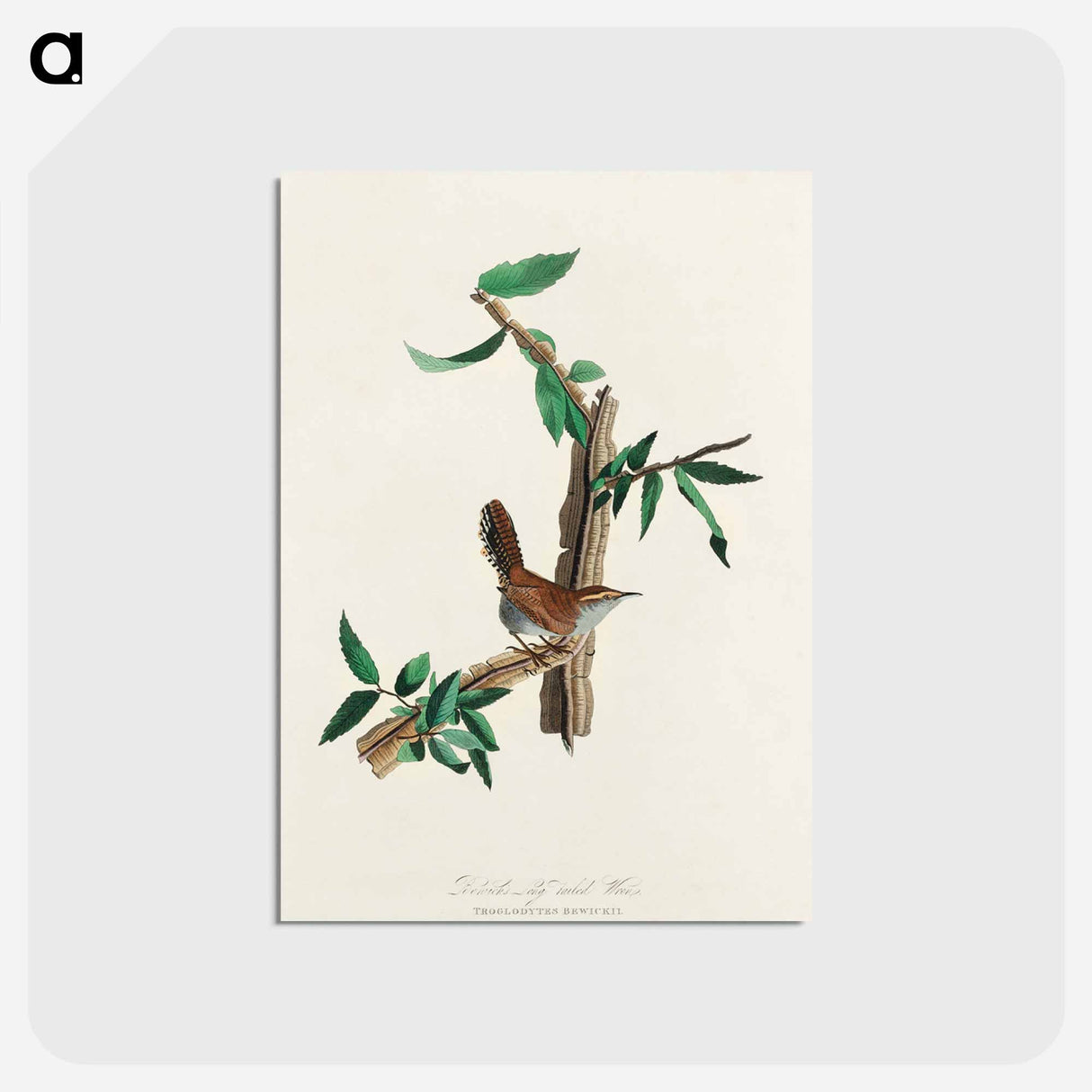 アートポストカード-Bewick's Wren
- ジョン ジェームス オーデュボン Postcard.