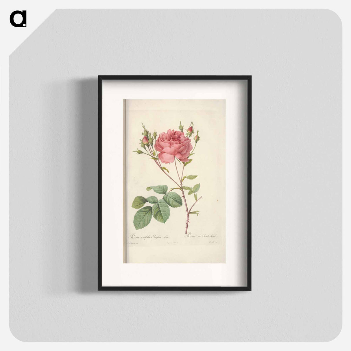 Rose illustration - Pierre Joseph Redouté Poster.