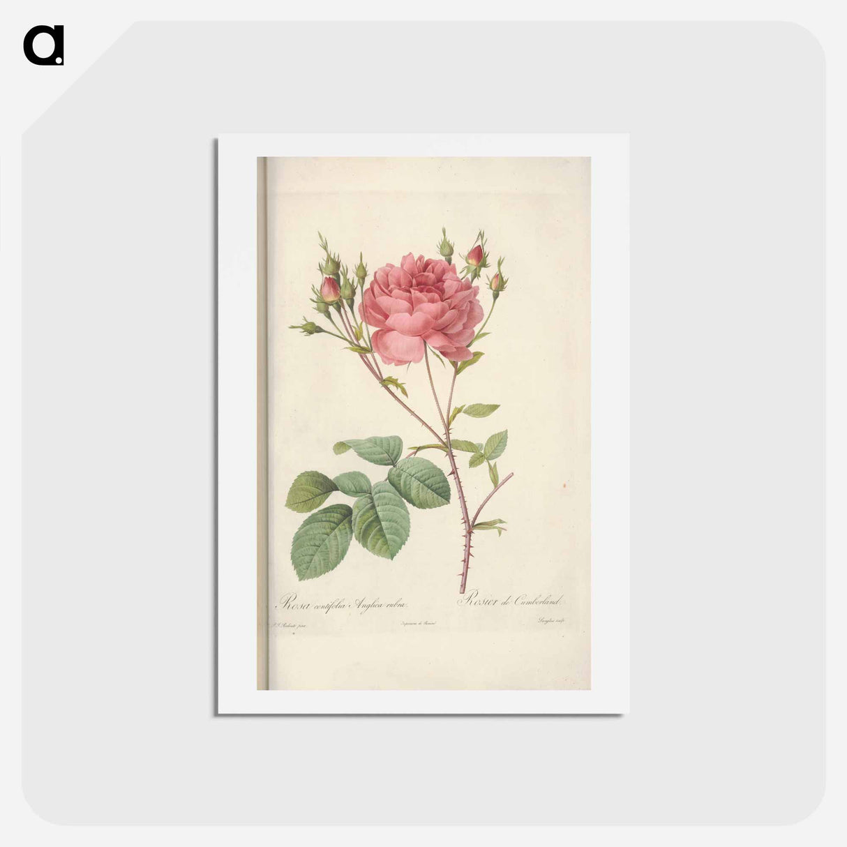 アートポストカード-Rose illustration - ピエール ジョゼフ ルドゥーテ Postcard.