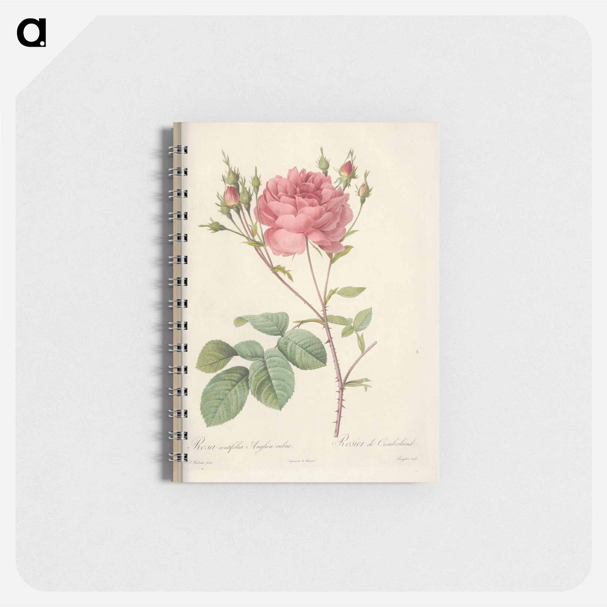 Rose illustration - ピエール ジョゼフ ルドゥーテ Memo.