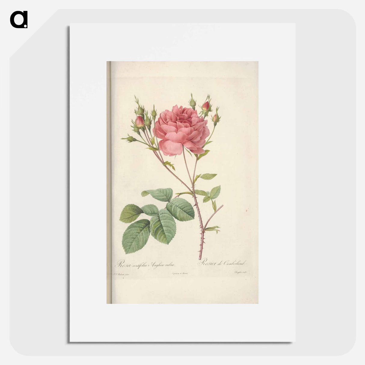 Rose illustration - Pierre Joseph Redouté Poster.