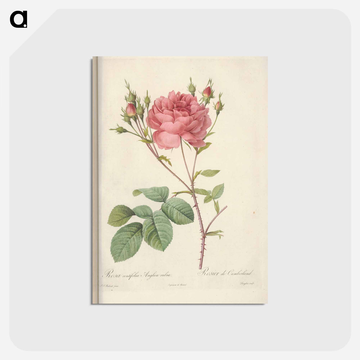 アートポストカード-Rose illustration - ピエール ジョゼフ ルドゥーテ Postcard.