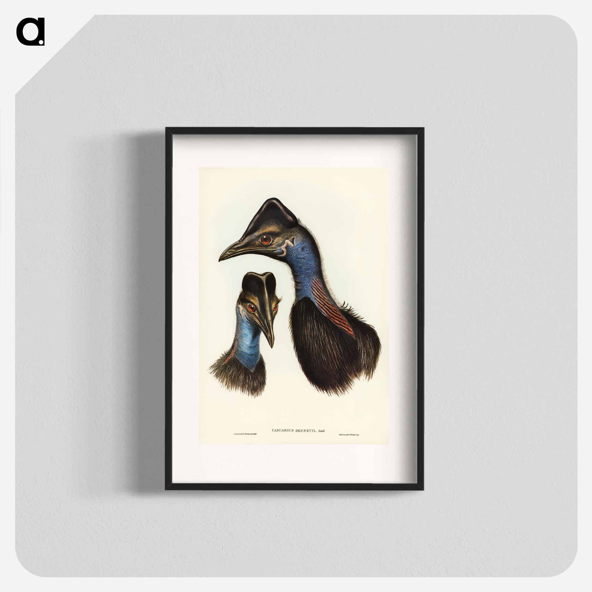 アートポスター-Bennett's Cassowary
- オーストラリアの鳥 Poster.
