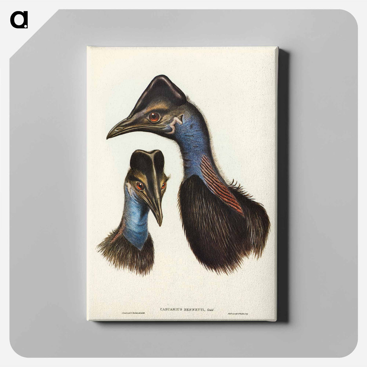 アートパネル-Bennett's Cassowary
- オーストラリアの鳥 Canvas.