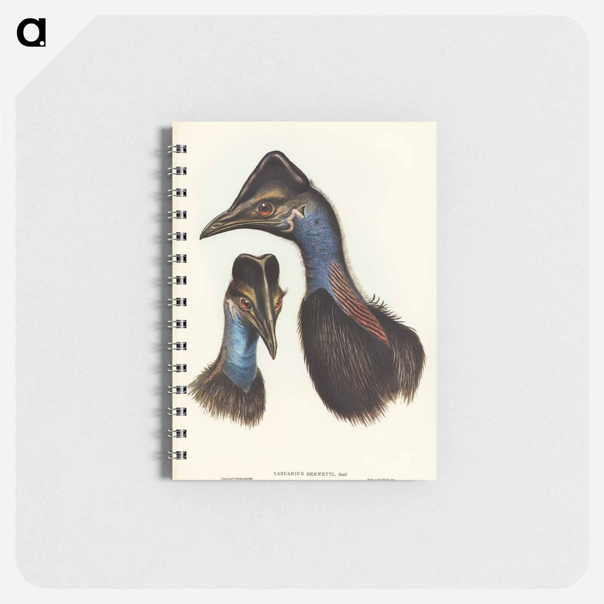 アートメモ帳-Bennett's Cassowary
- オーストラリアの鳥 Memo.
