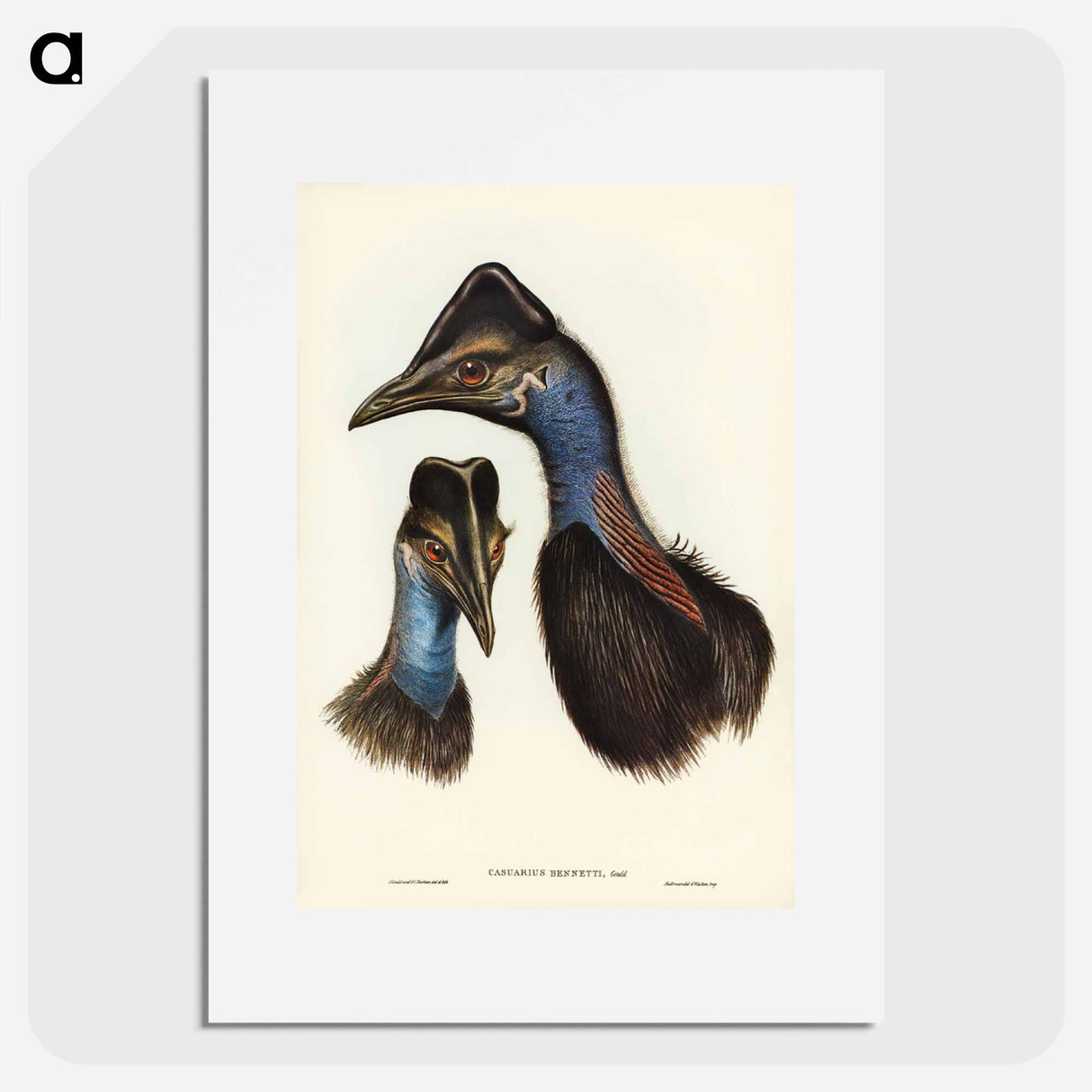 アートポスター-Bennett's Cassowary
- オーストラリアの鳥 Poster.