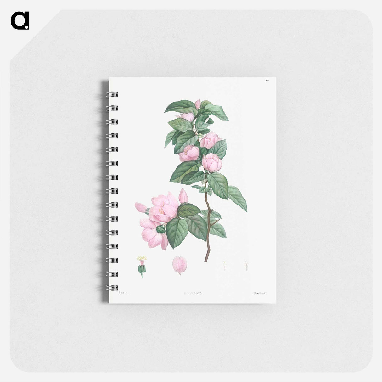 Pale pink flower - ピエール ジョゼフ ルドゥーテ Memo.