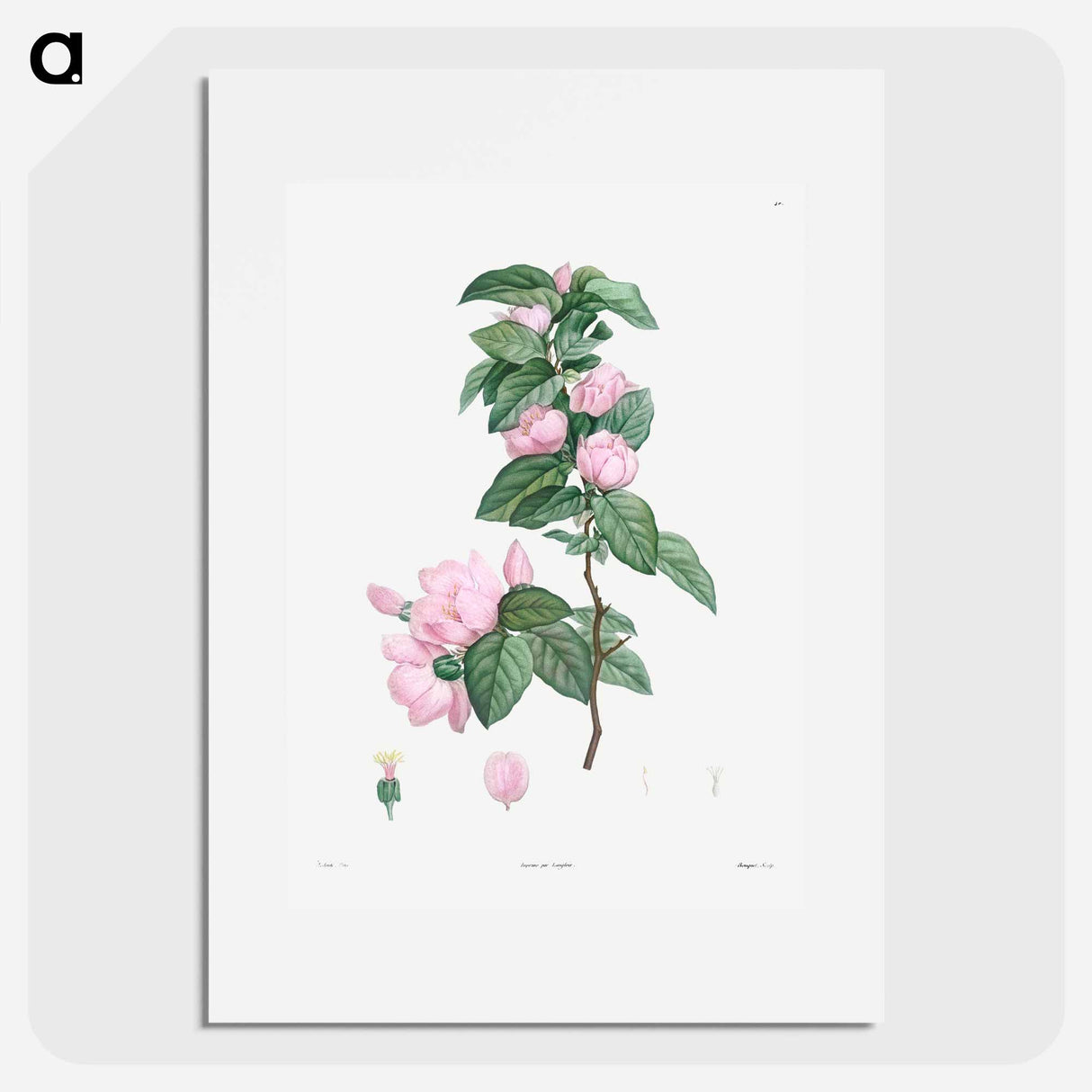 Pale pink flower - Pierre Joseph Redouté Poster.