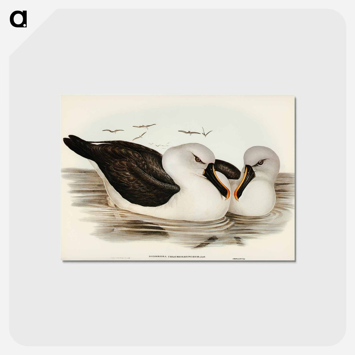 アートポストカード-Yellow-billed Albatross
- ジョン グールド Postcard.