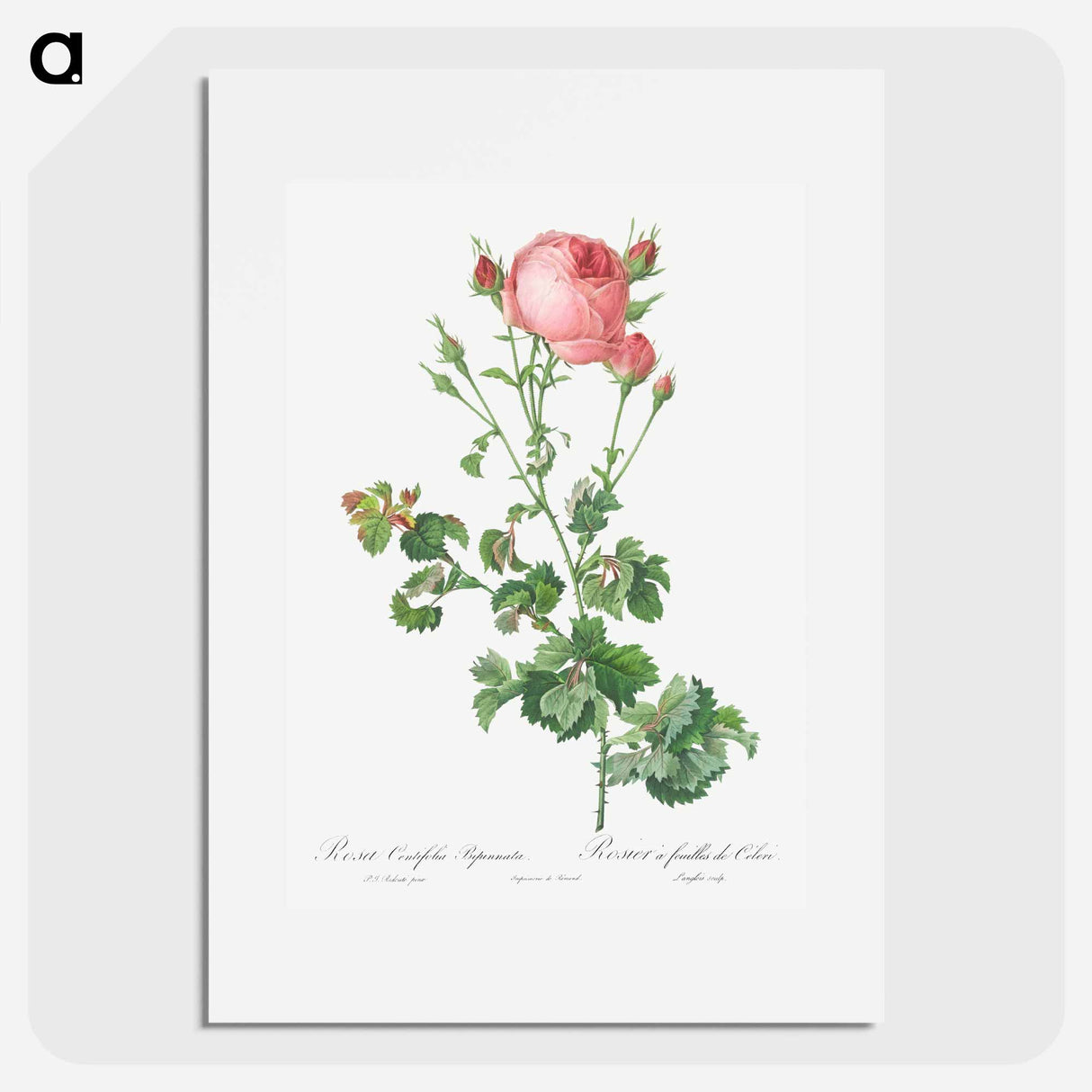 アートポスター-Celery-Leaved Variety of Cabbage Rose, Rosa centifolia bipinnata - ピエール ジョゼフ ルドゥーテ Poster.