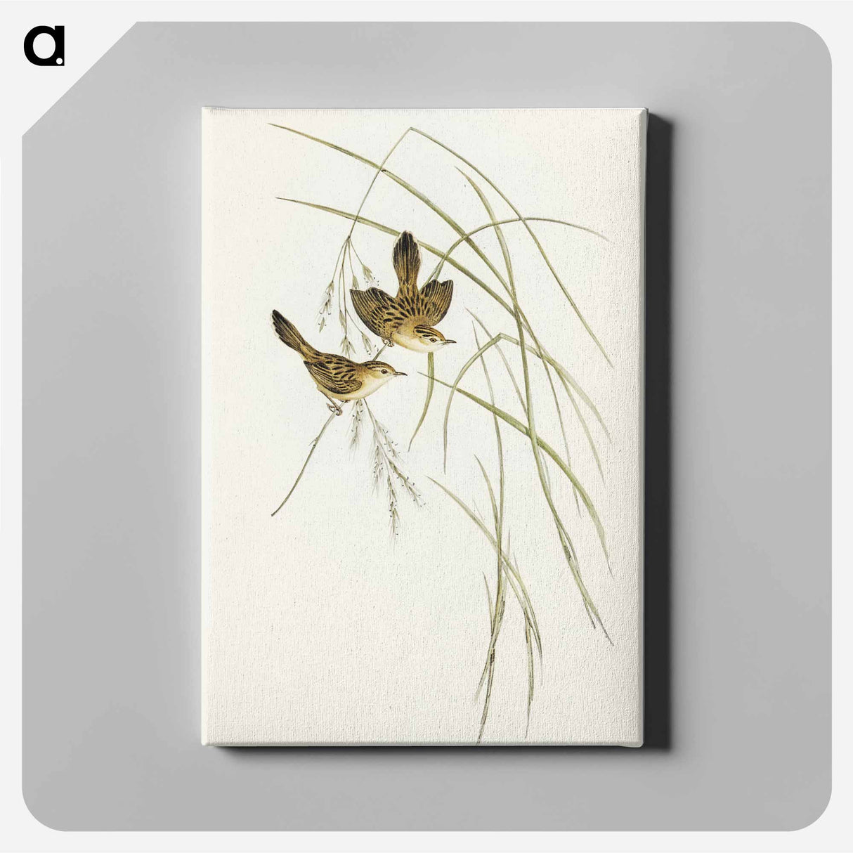アートパネル-Lineated Warbler
- オーストラリアの鳥 Canvas.