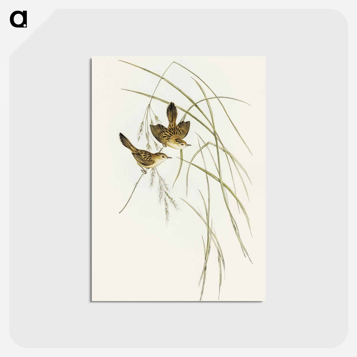 アートポストカード-Lineated Warbler
- オーストラリアの鳥 Postcard.
