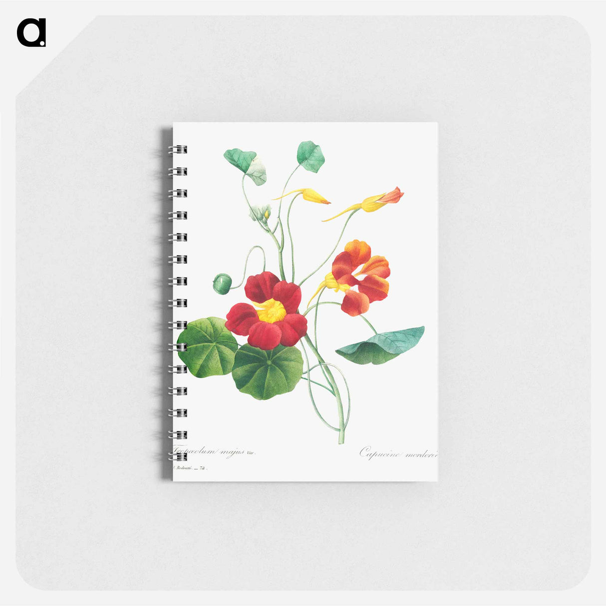 Monk's cress - ピエール ジョゼフ ルドゥーテ Memo.