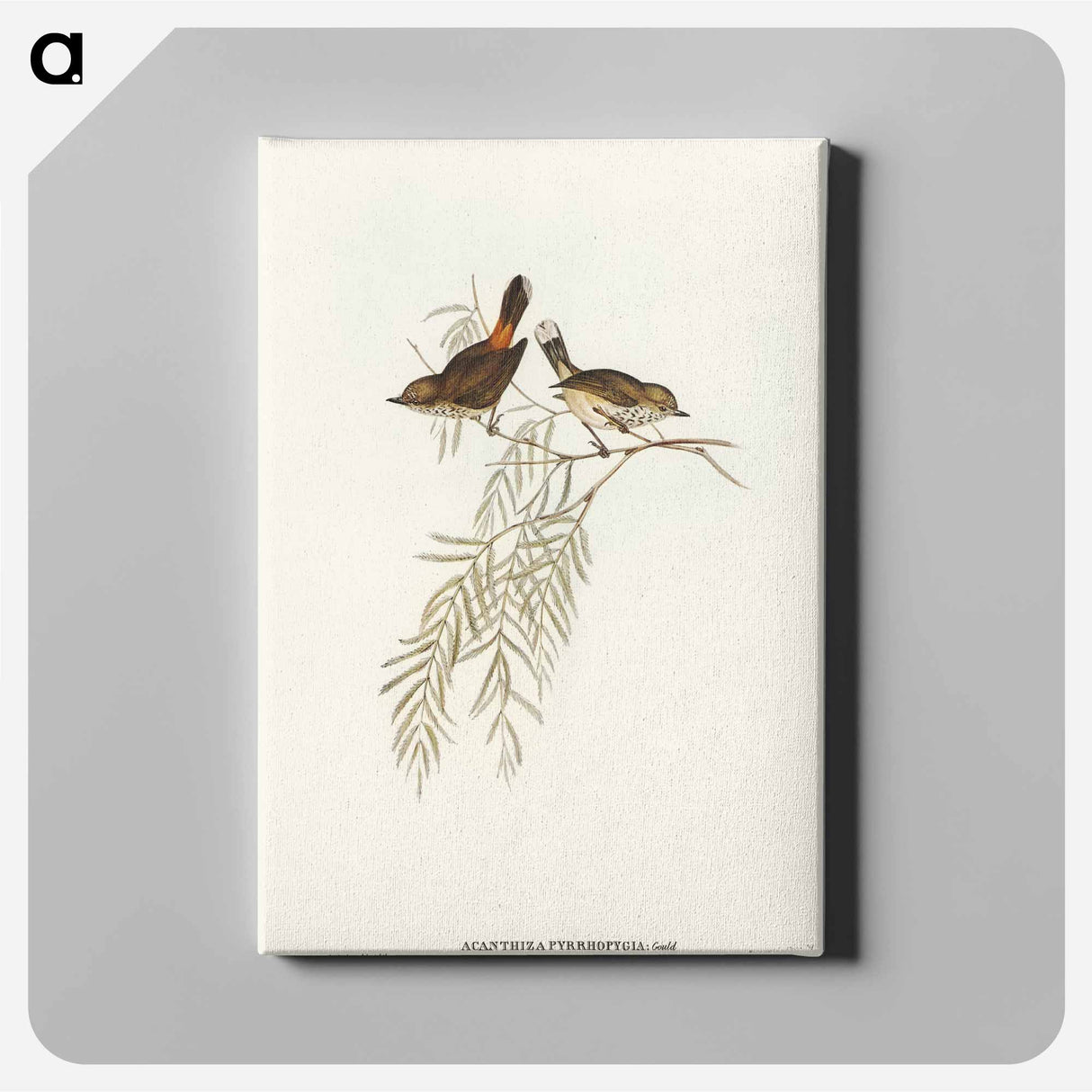 Red-rumped Acanthiza
- オーストラリアの鳥 Canvas.