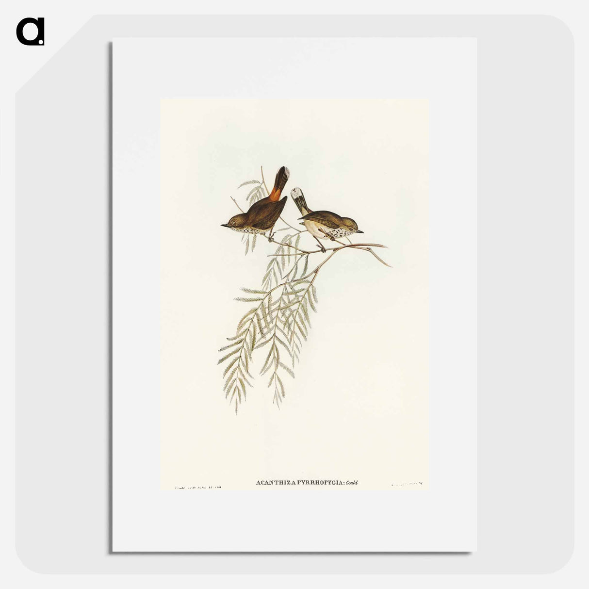 アートポスター-Red-rumped Acanthiza
- オーストラリアの鳥 Poster.